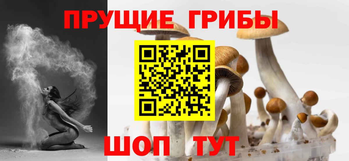 купить наркотики сайты  Вход с VPN  Благодарный  Псилоцибиновые грибы GOLDEN TEACHER 